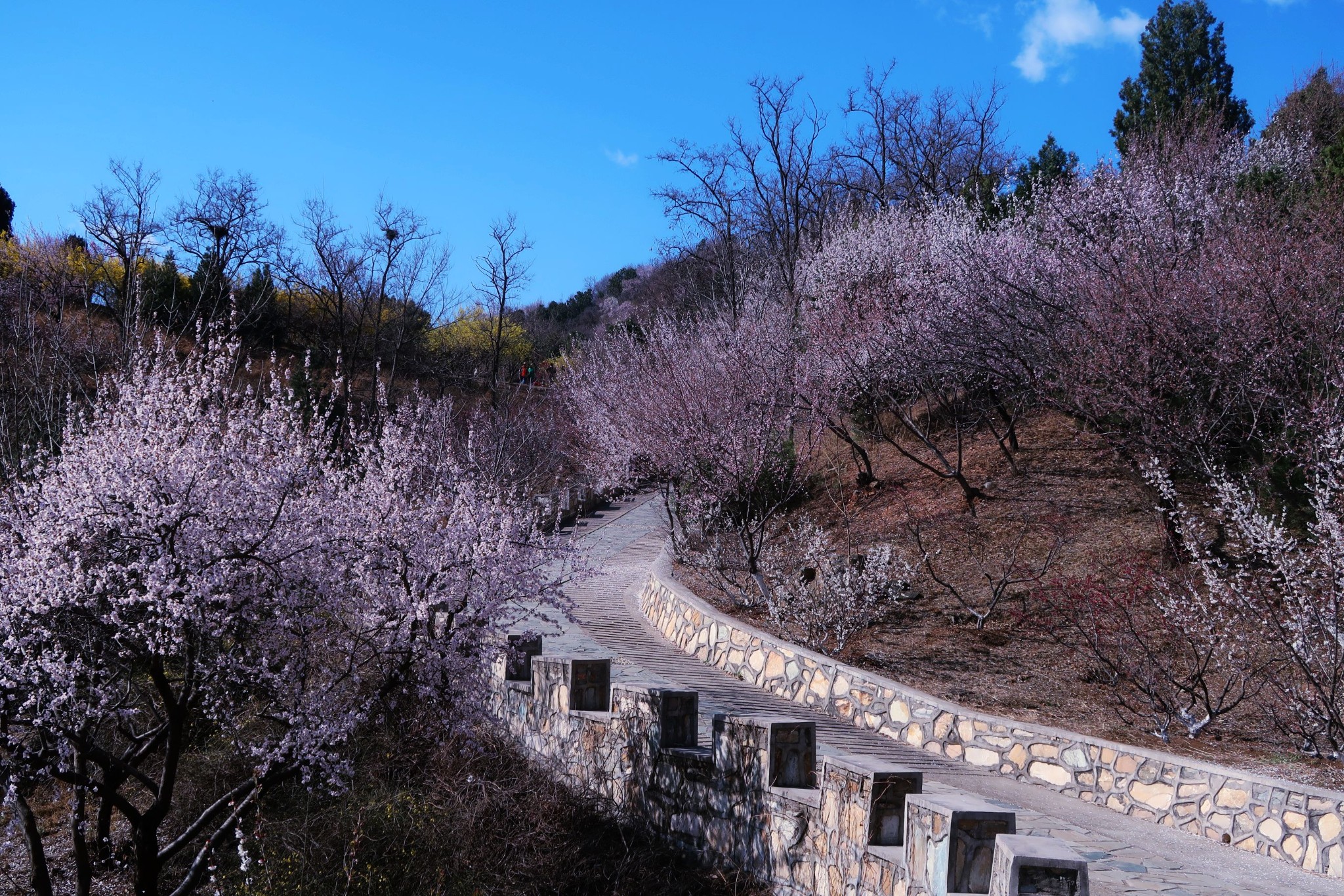 西山森林公园春天图片