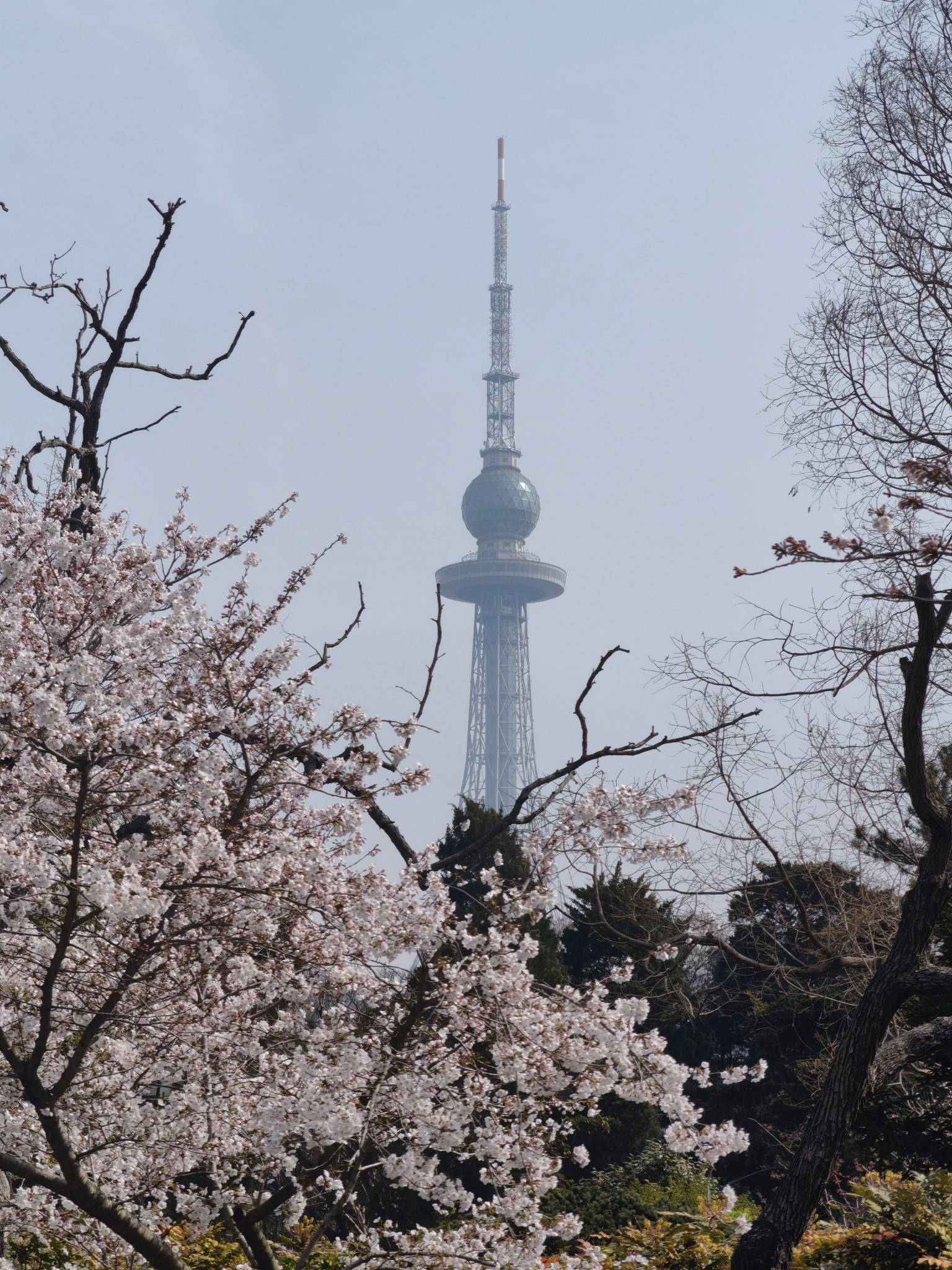 【青岛春日暴走日志】四天三夜：💨吹成海带的我们，与樱花撞个满怀🌸插图333