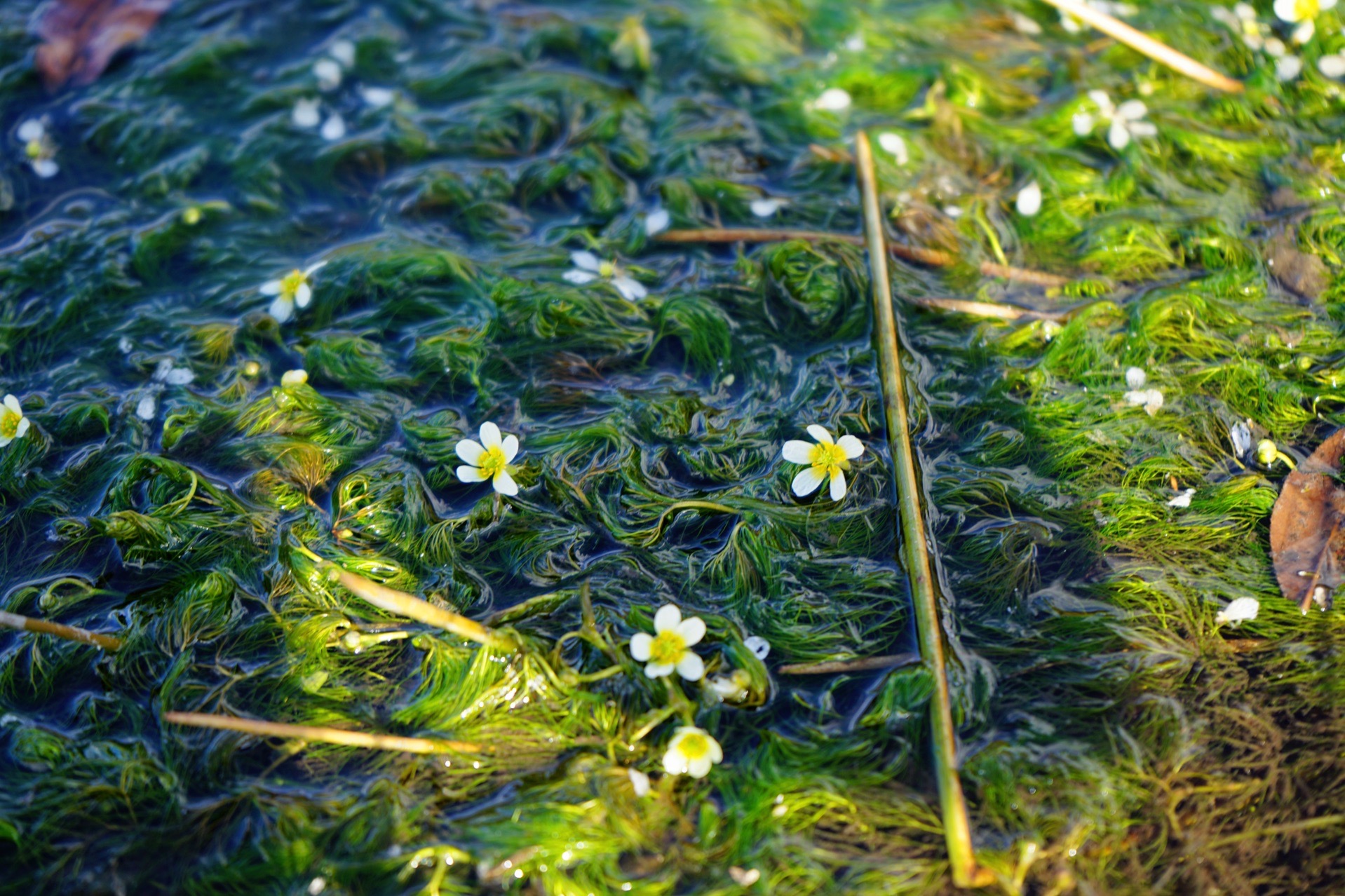 林芝自助遊攻略