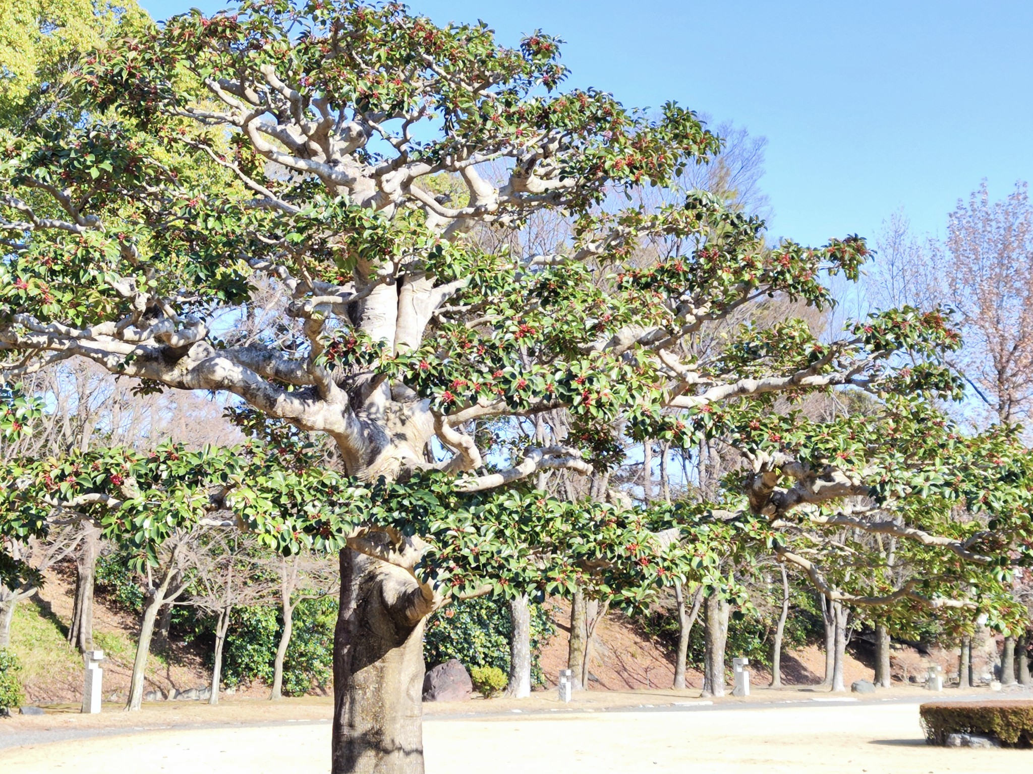 京都自助遊攻略